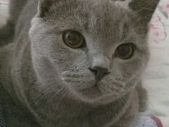 -纳吉亚猫专科动物医院博雅分院