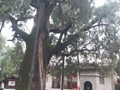 -黄帝陵