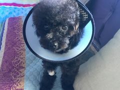 -爱贝特动物医院·猫口炎专科