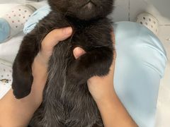 -纳吉亚猫专科动物诊疗中心(蒋宅口分院)