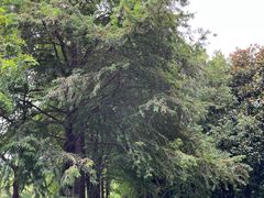 -上海滨江森林公园