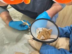 -佩兹宠物医院肿瘤专科·眼科·牙科(黄浦店)