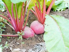 -庞各庄翠芳园西瓜蔬菜基地采摘园