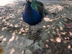 -丽泽山庄·生态怀柔菜·虹鳟鱼(红螺寺店)
