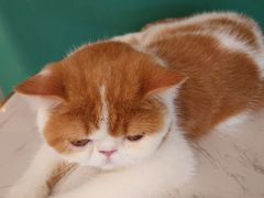 -飞行喵MR PILOT|猫舍·猫咖(静安大融城店)