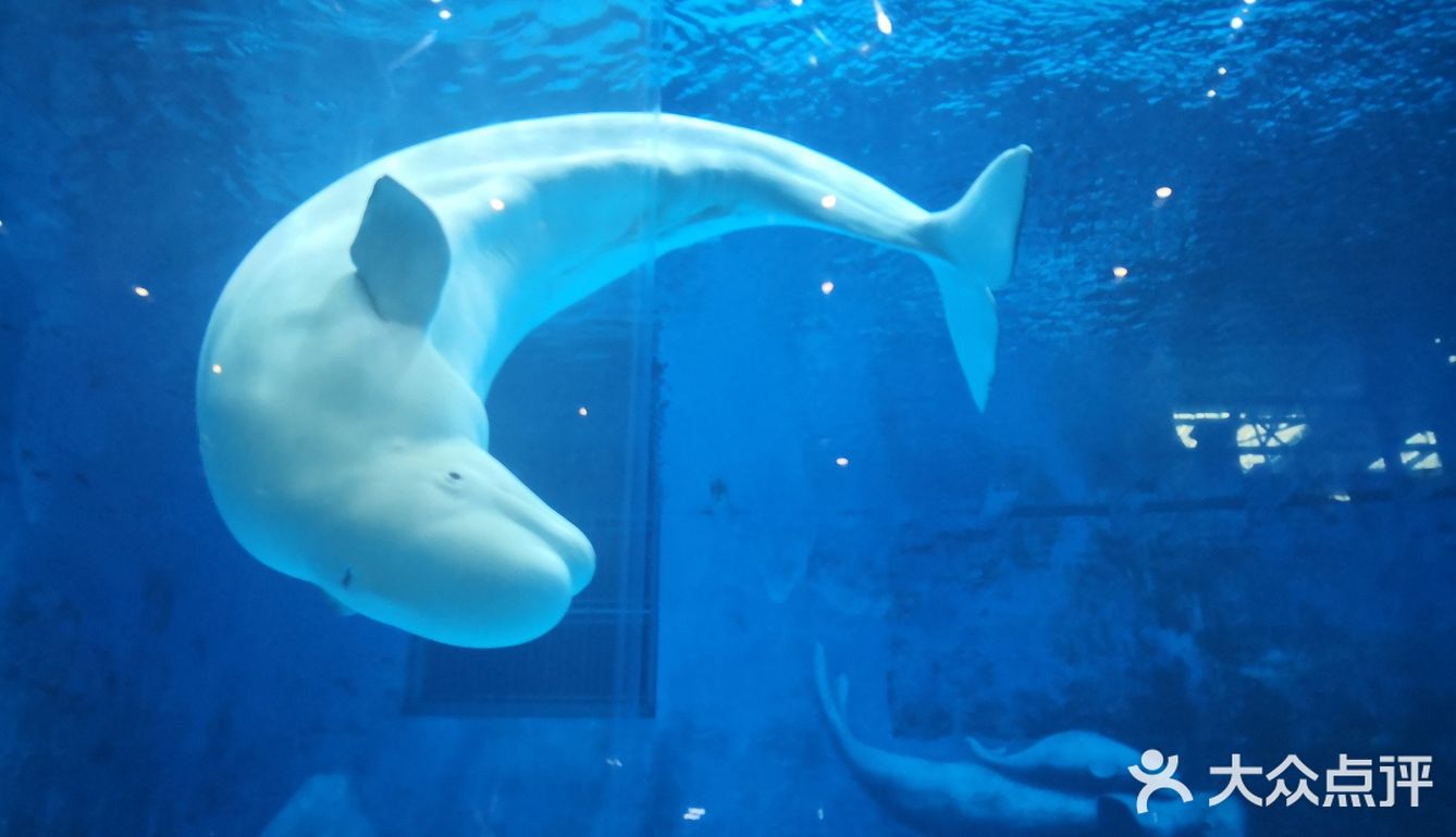 深海水族馆白鲸图片