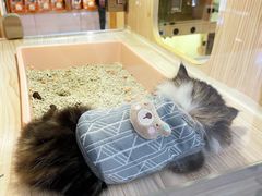 -屋虎猫馆(宝安大仟里店)