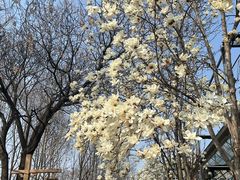-洛阳市隋唐城遗址植物园