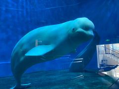 -芜湖新华联大白鲸海洋公园