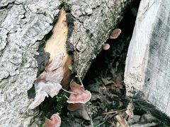 -峡谷浮石林景区