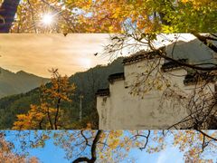 -金塔沙漠胡杨林景区