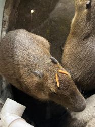 -Zoolung Zoolung动物主题公园(海信广场店)