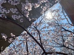 -桃花堤公园