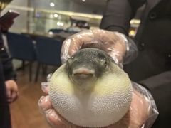 -肆月河豚·新淮扬(金融街店)