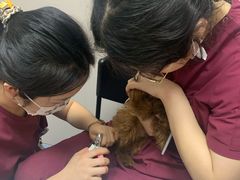 -瑞鹏宠物医院·爱宠堂·骨外专科(西荷分院)