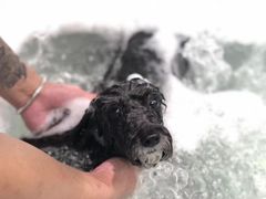 -FAELING PETS美天灵宠物(富力广场店)