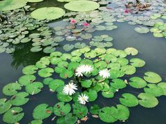 -南普陀素菜馆