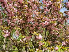 -长白岛森林公园