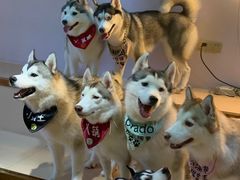 -Husky Go! 哈士奇体验馆·宠物咖啡厅狗咖