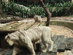 -白虎自助餐厅·真老虎·景观自助餐厅(广州长隆酒店)