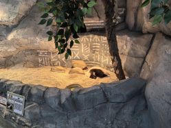 -Zoolung Zoolung动物主题公园(海信广场店)