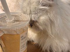 -猫猫幼稚园·撸猫·桌游·电玩