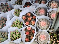 -青石桥花鸟鱼虫市场(叠翠城店)