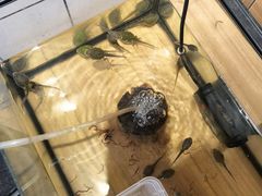 -酷以爬仙阁实体爬宠店·守宫·蜥蜴·专业繁育