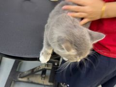 -PETKIT 小佩宠物·低压洗护·美容·寄养(安远店)