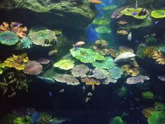 -暹罗海洋世界