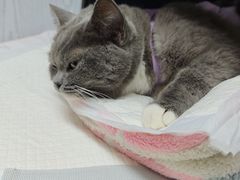 -纳吉亚猫专科动物医院·北北分院