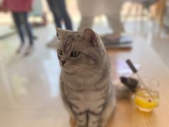-平行世界·猫咖(首经贸店)