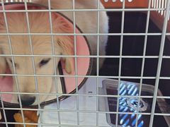 -翊宠yipet猫狗购宠庄园