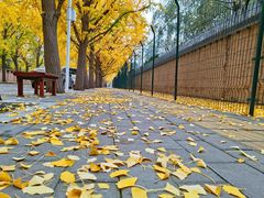 -三里屯东五街银杏大道