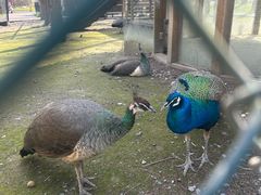 -黄海国家森林公园