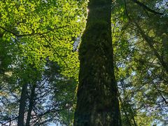 -五营红松林海景区