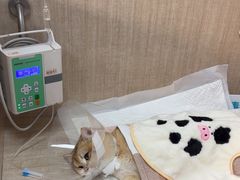 -北京观赏动物医院·24小时大型综合·猫专科·异宠专科