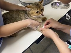 -谐和贝康宠物医院24小时·宠保定点(急重症转诊中心)