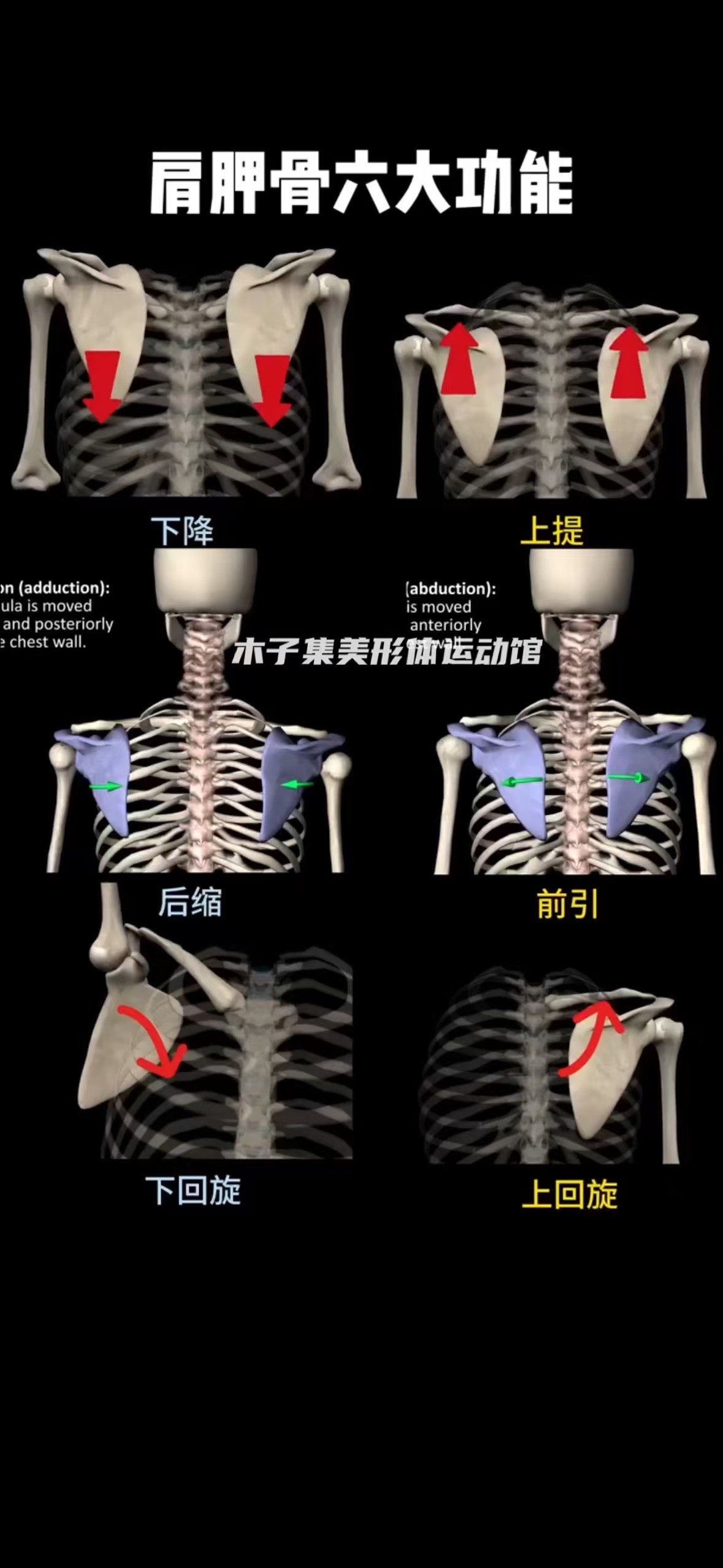 肩胛骨分区图片