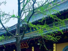 -翡翠36餐厅(浦东香格里拉店)