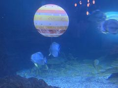 -烟台海昌鲸鲨海洋公园