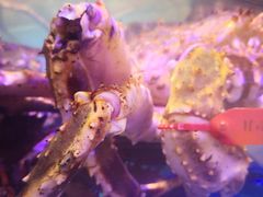 俄罗斯帝王蟹-盒马鲜生(大成店)