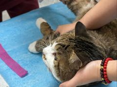 -美联众合动物医院·24h转诊中心