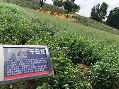 景点-松山湖梦幻百花洲