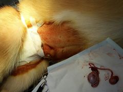 -爱诺耐芙动物医院(万博店)