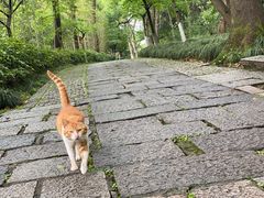 -吴山景区