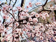-桃花堤公园