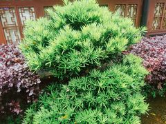 -峨眉山报国寺