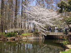 -上海共青森林公园