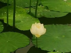 -桤木河湿地公园